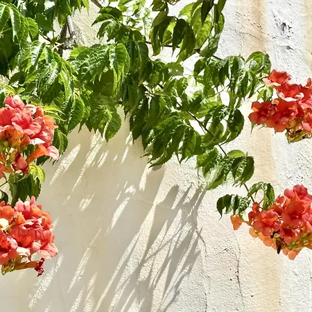 Del Moro Apartman *